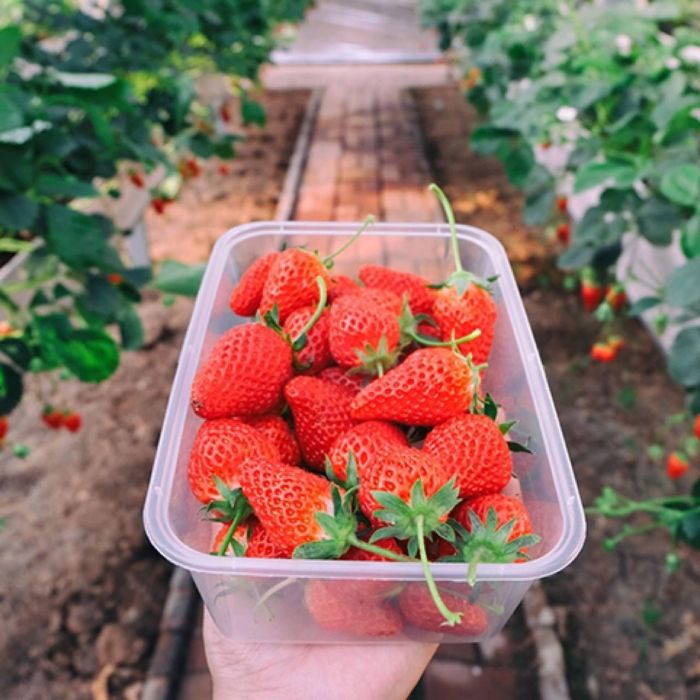 Теплица MALATEC 6х3х2 м 18 м²