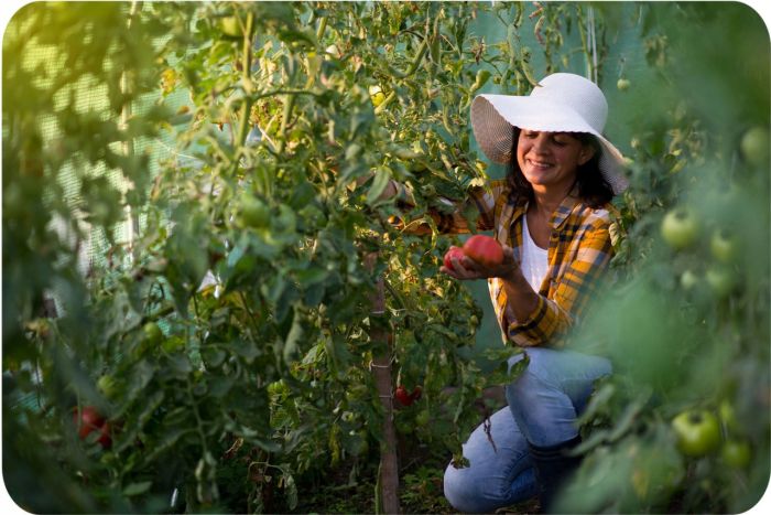 Теплиця PLONOS 4974-B (профіль 25 мм, 1 вхід) 4х2,5х2 м 10 м² Білий